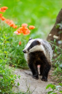 European badger (Meles meles) standing in the grass, Hesse, Germany