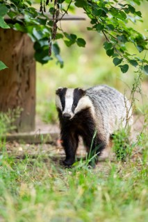 European badger (Meles meles) standing in the grass, Hesse, Germany