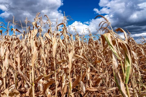 Corn field dried up and only low grown, small corn cobs, due to the summer drought, drought, east