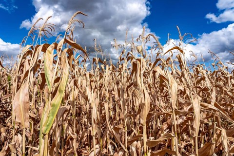 Corn field dried up and only low grown, small corn cobs, due to the summer drought, drought, east