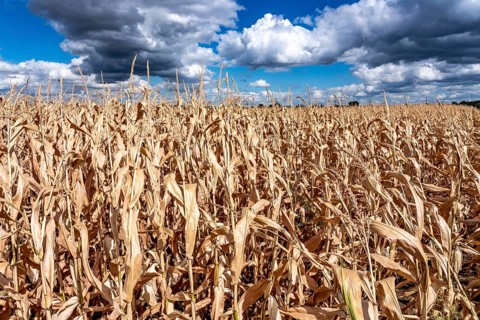 Corn field dried up and only low grown, small corn cobs, due to the summer drought, drought, east