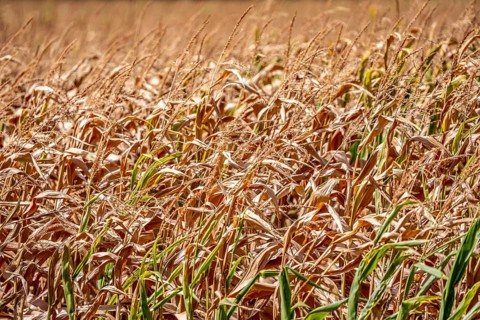 Corn field dried up and only low grown, small corn cobs, due to the summer drought, drought, east