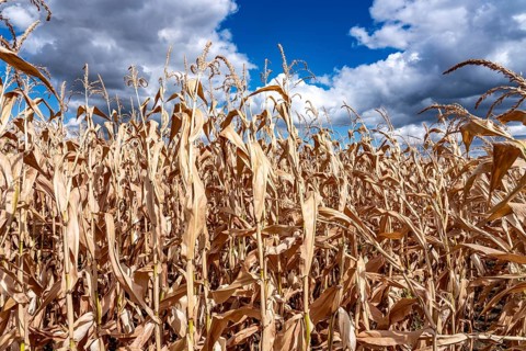 Corn field dried up and only low grown, small corn cobs, due to the summer drought, drought, east