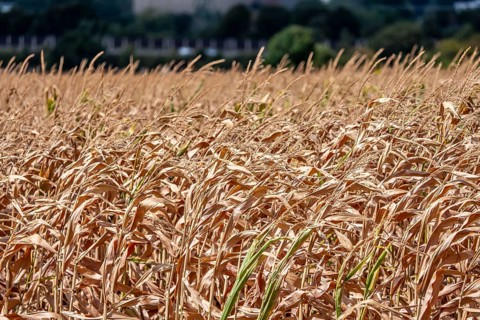 Corn field dried up and only low grown, small corn cobs, due to the summer drought, drought, east