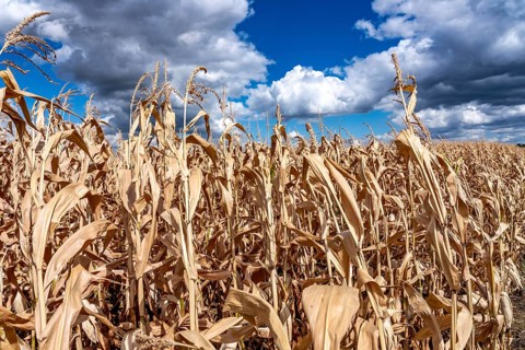 Corn field dried up and only low grown, small corn cobs, due to the summer drought, drought, east