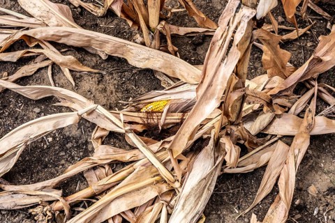 Corn field dried up and only low grown, small corn cobs, due to the summer drought, drought, east