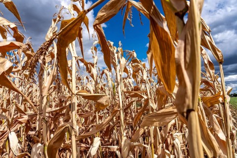 Corn field dried up and only low grown, small corn cobs, due to the summer drought, drought, east