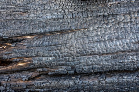 Burnt, scorched tree trunks, vegetation fire, charred, structures, black
