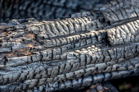 Burnt, scorched tree trunks, vegetation fire, charred, structures, black