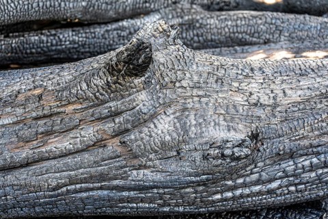 Burnt, scorched tree trunks, vegetation fire, charred, structures, black