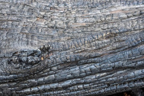 Burnt, scorched tree trunks, vegetation fire, charred, structures, black