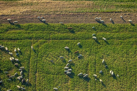 Aerial view, grazing sheep on a green pasture, Olfen-Kirchspiel, Olfen, Münsterland, North