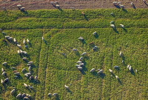 Aerial view, grazing sheep on a green pasture, Olfen-Kirchspiel, Olfen, Münsterland, North