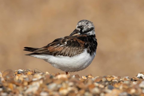 Ruddy turnstone (Arenaria interpres) adult male wading bird preening on a shingle beach, England,