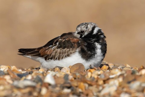 Ruddy turnstone (Arenaria interpres) adult male wading bird resting on a shingle beach, England,