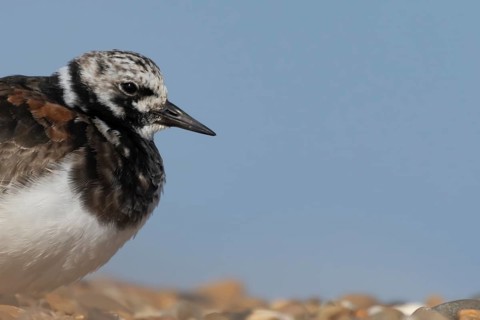 Ruddy turnstone (Arenaria interpres) adult male wading bird on a shingle beach, England, United