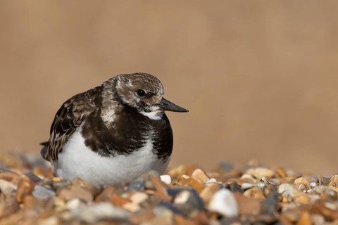 Ruddy turnstone (Arenaria interpres) adult female wading bird resting on a shingle beach, England,