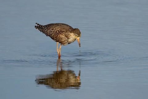 Ruff (Philomachus pugnax) adult wading bird in summer plumage feeding in a shallow lagoon, England,