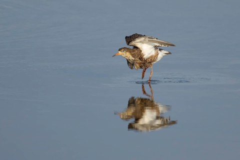 Ruff (Philomachus pugnax) adult wading bird in summer plumage stretching its wings in a shallow