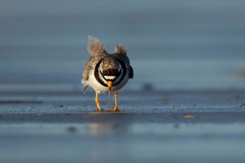 Ringed plover (Charadrius hiaticula) adult wading bird feeding on a worm on a beach, England,