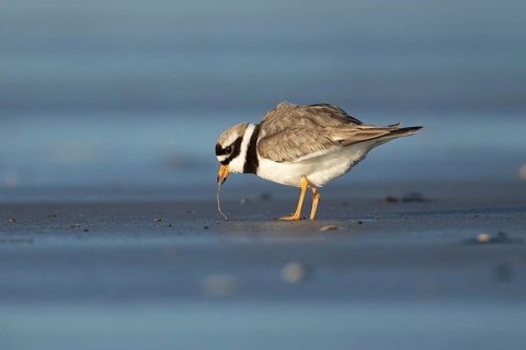 Ringed plover (Charadrius hiaticula) adult wading bird feeding on a worm on a beach, England,