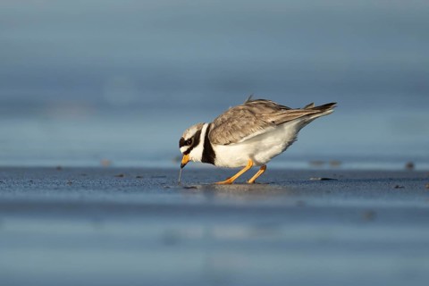 Ringed plover (Charadrius hiaticula) adult wading bird feeding on a worm on a beach, England,