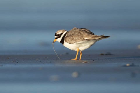 Ringed plover (Charadrius hiaticula) adult wading bird feeding on a worm on a beach, England,