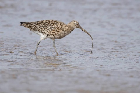 Eurasian curlew (Numenius arquata) adult wading bird on a mudflat feeding on a lugworm, England,