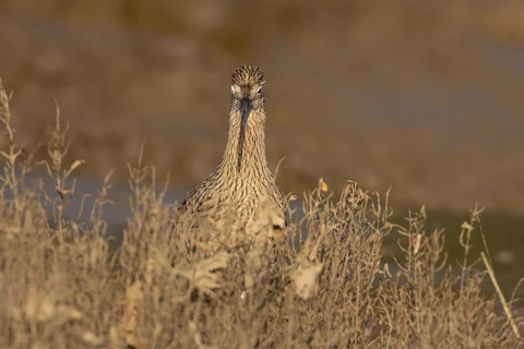 Eurasian curlew (Numenius arquata) adult wading bird on a saltmarsh, England, United Kingdom