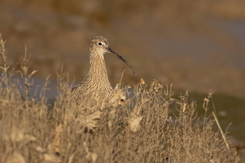 Eurasian curlew (Numenius arquata) adult wading bird on a saltmarsh, England, United Kingdom