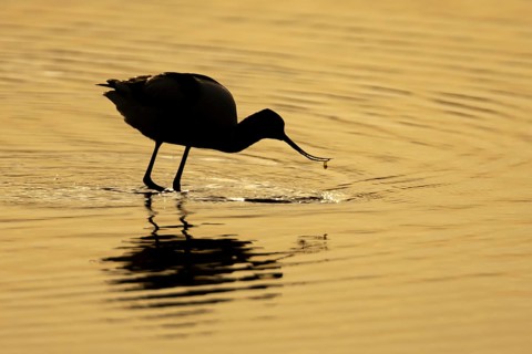 Pied avocet (Recurvirostra avosetta) silhouette of an adult wading bird feeding in a shallow lagoon