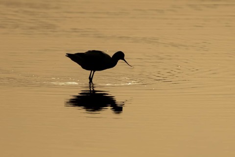 Pied avocet (Recurvirostra avosetta) silhouette of an adult wading bird in a shallow lagoon at