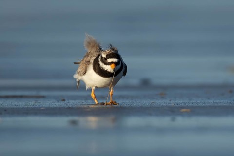 Ringed plover (Charadrius hiaticula) adult wading bird feeding on a worm on a beach, England,