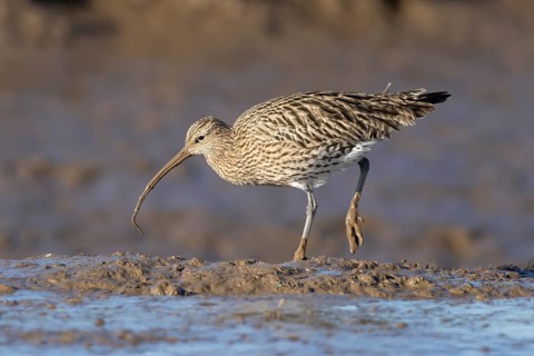 Eurasian curlew (Numenius arquata) adult wading bird on a mudflat feeding on a lugworm, England,