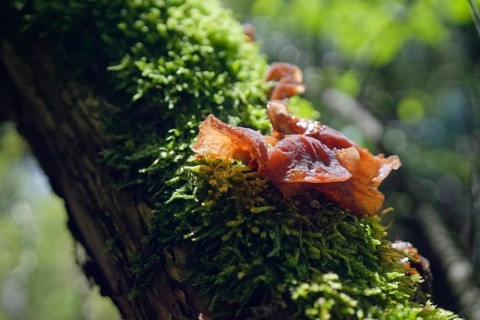 Judas ear (Auricularia auricula-judae), edible mushroom, fungus, moss, elder, elder tree, elder