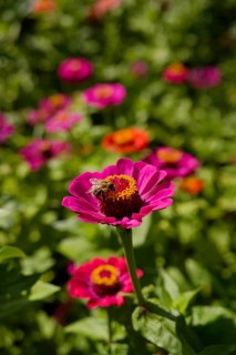 Bumblebee on zinnia (Zinnia), ornamental plant, wild bee, ornamental flower, garden flower, flower,