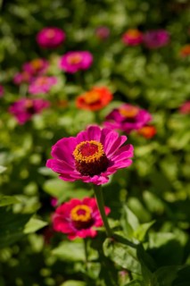 Zinnia (Zinnia), ornamental plant, ornamental flower, garden flower, flower, bee pasture, insect