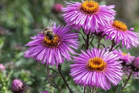 Garden wedge-spotted hoverfly (Eristalis lineata) on autumn aster, Emsland, Lower Saxony, Germany