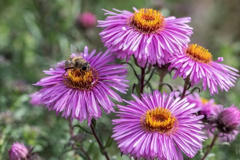 Garden wedge-spotted hoverfly (Eristalis lineata) on autumn aster, Emsland, Lower Saxony, Germany