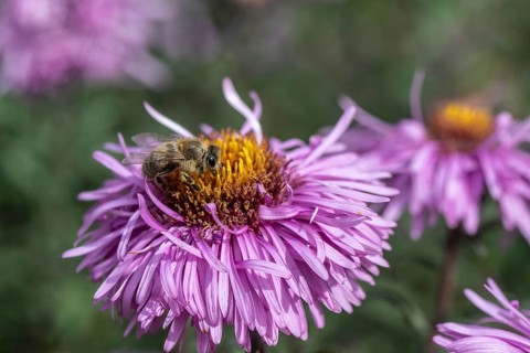 Honey bee (Apis mellifera on autumn aster (Aster), Emsland, Lower Saxony, Germany