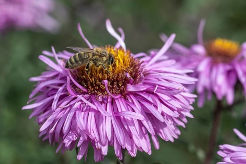 Honey bee (Apis mellifera on autumn aster (Aster), Emsland, Lower Saxony, Germany