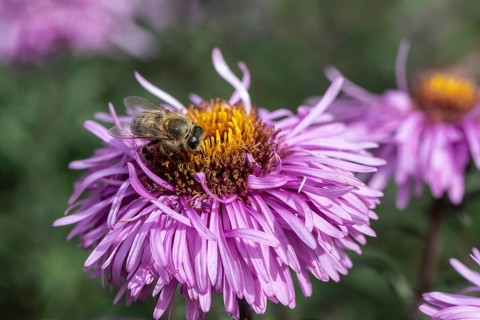 Honey bee (Apis mellifera on autumn aster (Aster), Emsland, Lower Saxony, Germany