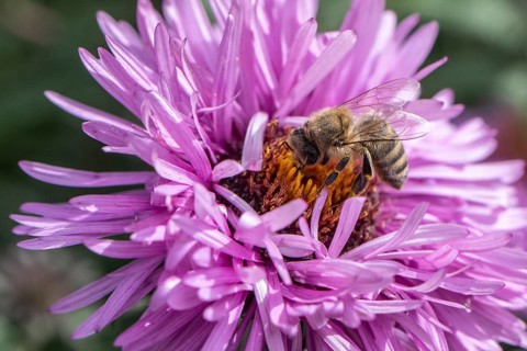 Honey bee (Apis mellifera on autumn aster (Aster), Emsland, Lower Saxony, Germany