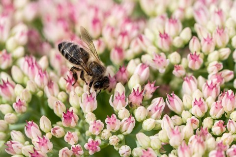 Honey bee (Apis mellifera) on stonecrop (Sedum spectabile), Emsland, Lower Saxony, Germany