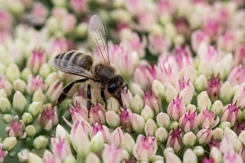 Honey bee (Apis mellifera) on stonecrop (Sedum spectabile), Emsland, Lower Saxony, Germany