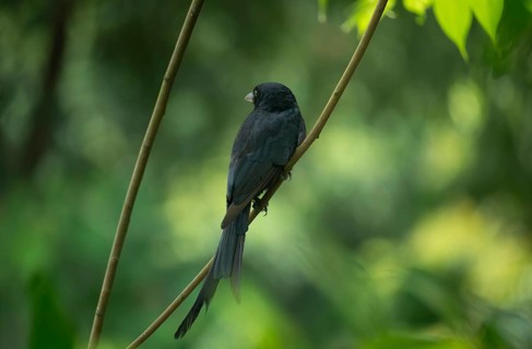 A Black Drongo (Dicrurus macrocercus) perched on a branch amidst lush green foliage in a forest