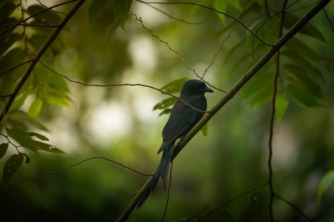 A Black Drongo (Dicrurus macrocercus) perched on a branch amidst lush green foliage in a forest