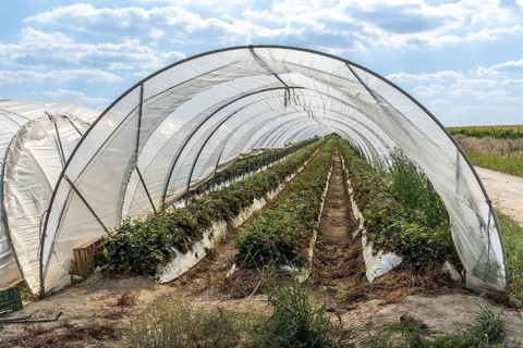 Rows of strawberry plants in tunnel cultivation, Manheim, North Rhine-Westphalia, Germany