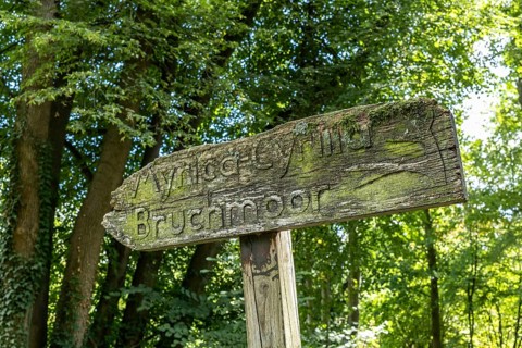 Old wooden sign in the forest, Paffendorf, North Rhine-Westphalia, Germany