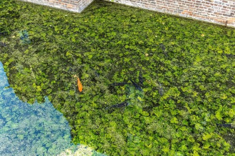 Koi and fish in Paffendorf Castle moat, Paffendorf, North Rhine-Westphalia, Germany